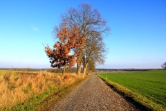 kopfsteinstrasse-goehren-lebbin-herbst