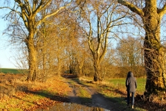 weg-felder-allee-goehren-lebbin-herbst