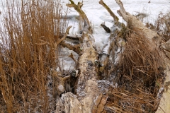 holz-am-fleesensee-winter